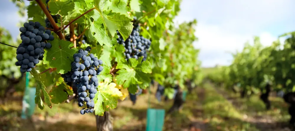 Producteur de vins du beaujolais à Villié-Morgon