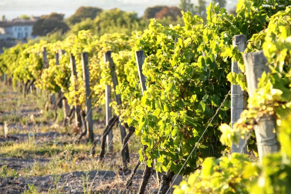 Vin blanc beaujolais à Villié-Morgon