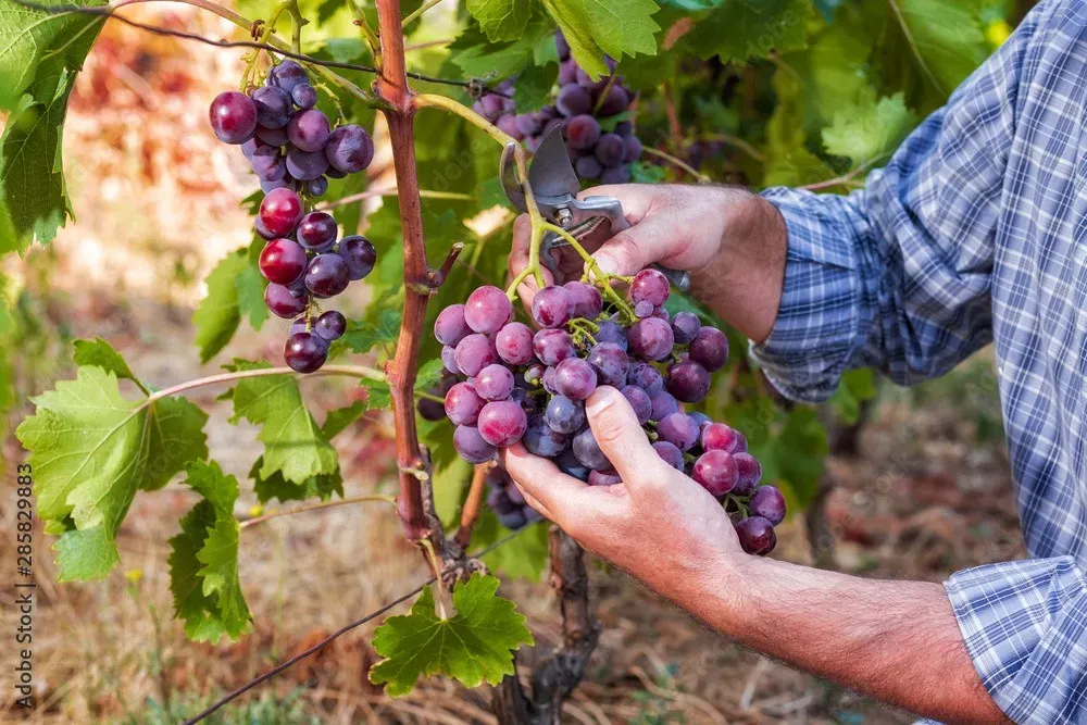 Viticulteur à Villié-Morgon