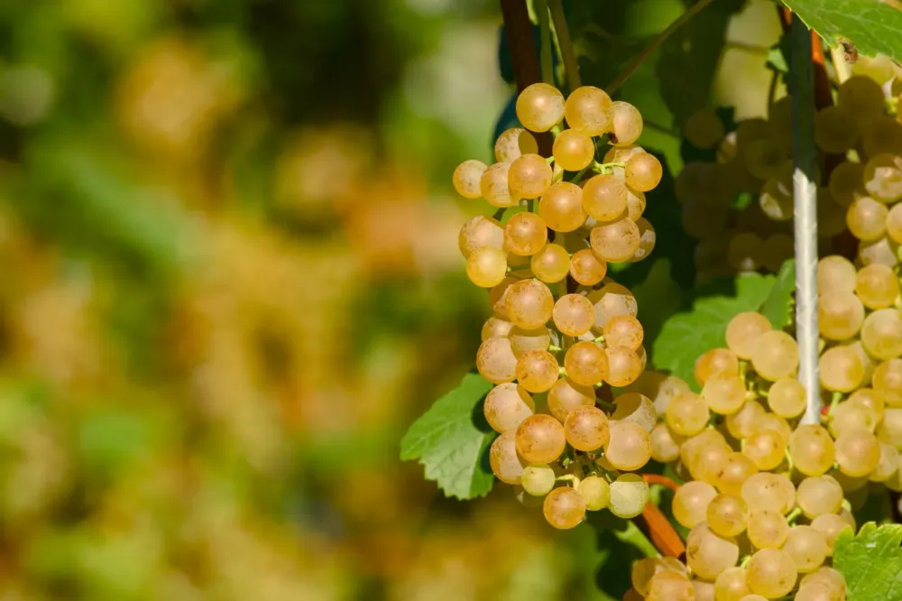 Vins bio à Villié-Morgon