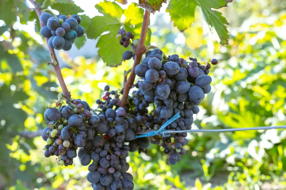 Viticulture biologique à Villié-Morgon